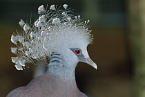 Victoria Crowned Pigeon (Goura victoria) portrait, Irian Jaya, New Guinea, Indonesia