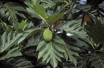 Breadfruit (Artocarpus altilis) tree, Irian Jaya, New Guinea, Indonesia