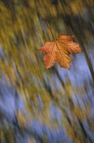 Falling Maple leaf, Germany