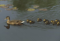 Mallard (Anas platyrhynchos) mother with ducklings following, Germany