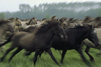 Wild Horse (Equus caballus) herd of adults and foals running, Dulmen, Germany