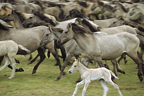 Wild Horse (Equus caballus) herd of adults and foals running, Dulmen, Germany