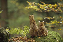 Eurasian Lynx (Lynx lynx) pair sitting together in woods, back view, Bayerischer Wald National Park, Germany