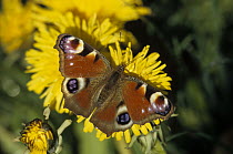 Peacock Butterfly (Inachis io) on dandelions, Bavaria, Germany