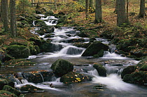 Creek cascading through autumn colored deciduous forest, Bayerischer Wald National Park, Germany