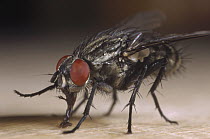 House Fly (Musca domestica), Germany