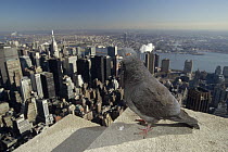 Rock Dove (Columba livia) on Empire State Building, Manhattan, New York
