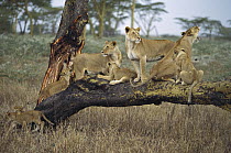African Lion (Panthera leo) family of adult females and cubs on fallen tree, Serengeti, Tanzania
