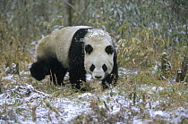Giant Panda (Ailuropoda melanoleuca), Wolong Valley, Himalaya, China