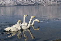 Whooper Swan (Cygnus cygnus) group on icy lake at wintering site, Kussharo-ko, Hokkaido, Japan