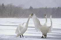 Whooper Swan (Cygnus cygnus) pair arguing at wintering site, Kussharo-ko, Hokkaido, Japan