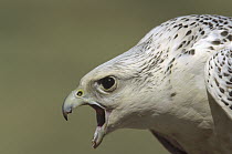 Gyrfalcon (Falco rusticolus) adult female calling, North America