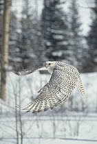 Gyrfalcon (Falco rusticolus) adult female in white phase flying, North America