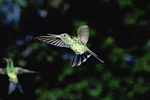 Blue-tailed Hummingbird (Amazilia cyanura) hovering, Honduras