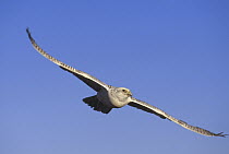 Gyrfalcon (Falco rusticolus) flying, North America