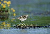 Wood Sandpiper (Tringa glareola) perching on moss mound surrounded by water, Europe