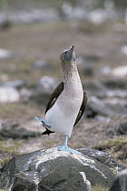 Blue-footed Booby (Sula nebouxii) in courtship dance, Galapagos Islands, Ecuador