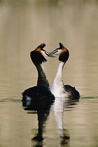 Great Crested Grebe (Podiceps cristatus) couple courting, Europe