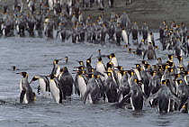 King Penguin (Aptenodytes patagonicus) colony entering water, South Georgia Island