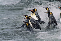 King Penguin (Aptenodytes patagonicus) group entering water, South Georgia Island