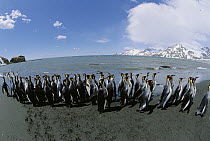 King Penguin (Aptenodytes patagonicus) colony along shoreline, South Georgia Island