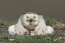 Snowy Owl (Nyctea scandiaca) mother at nest with chicks, Taymyr Peninsula, Russia