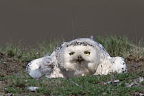 Snowy Owl (Nyctea scandiaca) mother at nest with chick, Taymyr Peninsula, Russia
