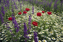 Meadow with flowers including Delphinium, Red Poppies and Daisies, Hungary