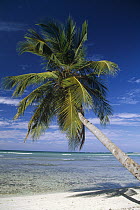 Coconut Palm (Cocos nucifera) trees and beach overlooking lagoon, Dominican Republic