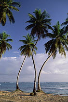 Coconut Palm (Cocos nucifera) trees and beach, Dominican Republic