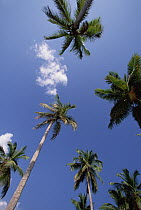 Coconut Palm (Cocos nucifera) trees and blue sky, Dominican Republic