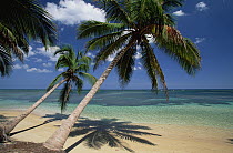 Coconut Palm (Cocos nucifera) trees and beach, Dominican Republic