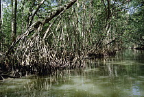Mangrove (Avicennia sp) forest growing along stream, Dominican Republic