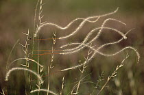 Feather Grass (Stipa pennata) flowering and blowing in the wind, Europe