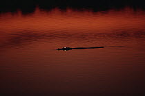 American Alligator (Alligator mississippiensis) floating at water surface at sunset, Florida