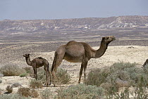 Dromedary (Camelus dromedarius) camel with young, Egypt