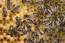 Honey Bee (Apis mellifera) colony on honeycomb with queen, Germany