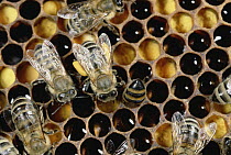 Honey Bee (Apis mellifera) colony on honeycomb, Germany