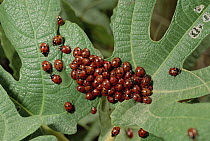 Convergent Lady Beetle (Hippodamia convergens) group on leaf, North America