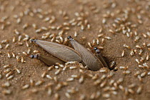 Reproductive winged termite dispersers leaving nest to form new colonies surrounded by workers, India