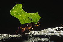 Leafcutter Ant (Attini sp) carrying leaf piece back to nest with smaller ant riding on leaf, small ant defends larger worker from parasitic flies, Honduras