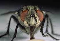House Fly (Musca domestica) close-up, North America