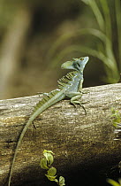Jesus Christ Lizard (Basiliscus vittatus) resting on fallen log, Honduras