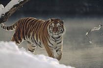 Siberian Tiger (Panthera tigris altaica) walking along river bank in the snow, Russia