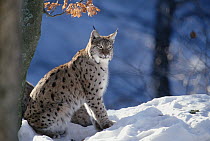 Eurasian Lynx (Lynx lynx) adult portrait, Europe