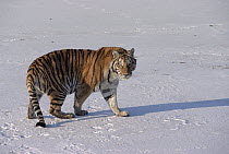 Siberian Tiger (Panthera tigris altaica) standing on snow, Russia