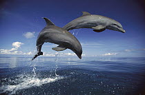 Bottlenose Dolphin (Tursiops truncatus) pair jumping, Caribbean