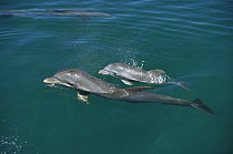 Bottlenose Dolphin (Tursiops truncatus) mother with baby surfacing, Caribbean