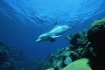 Bottlenose Dolphin (Tursiops truncatus) swimming over coral reef, Honduras