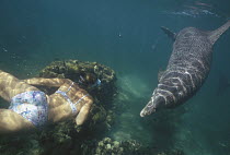 Bottlenose Dolphin (Tursiops truncatus) and snorkeler over coral reef, Honduras